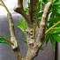 Дерево искусственное декоративное Фатсия, в кашпо, 150 см, Y4-3393 - фото 3