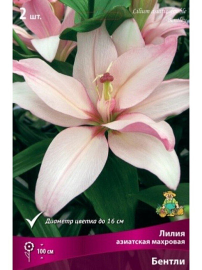 Луковицы Лилия азиатская, Бентли, 14-16, 2 шт