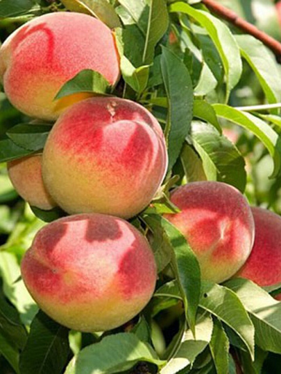 Саженцы Персик колонновидный, Золотой триумф, 813286