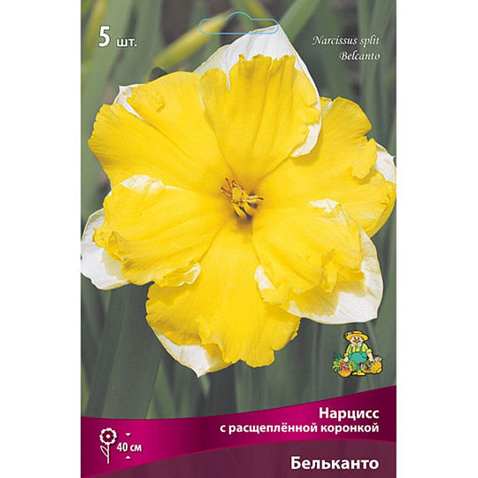 Луковицы Нарцисс с расщепленной коронкой, Бельканто, 12-14/К, 5 шт