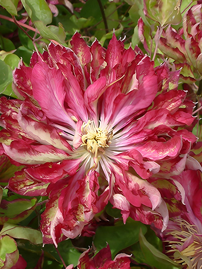 Саженцы Клематис крупноцветковый, Каэн, 00000751384