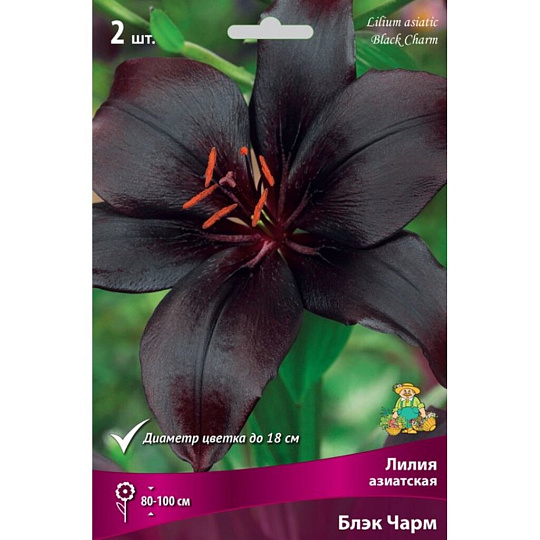 Луковицы Лилия азиатская, Блэк Чарм, 14-16/К, 2 шт