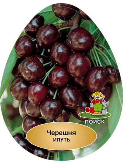 Саженцы Черешня, Ипуть ранний, 752166