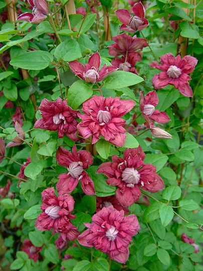 Саженцы Клематис ботанические, Пурпуреа Плена Элеганс, 00000757656