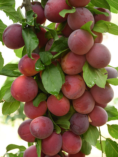 Саженцы Слива русская, (Алыча) Кубанская комета, 752151