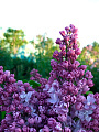Саженцы Сирень обыкновенная, Лиловая пирамида, 800499 - фото 2