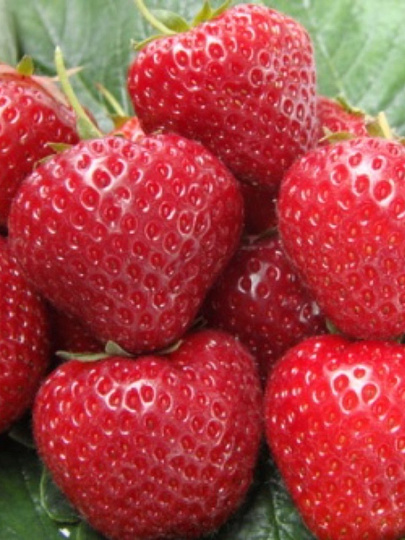 Саженцы Земляника садовая, Эльсанта, 3 шт, 707155
