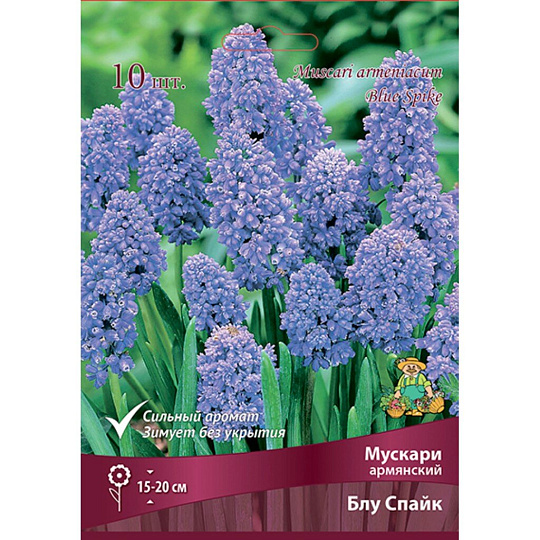 Луковицы Мускари армянский, Блу Спайк, 7-8/К, 10 шт