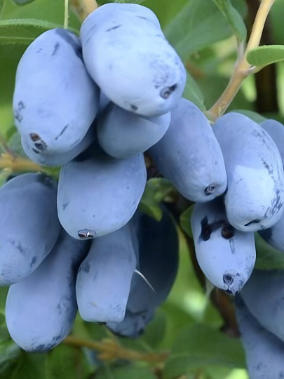 Саженцы Жимолость съедобная, Бореал Бьюти