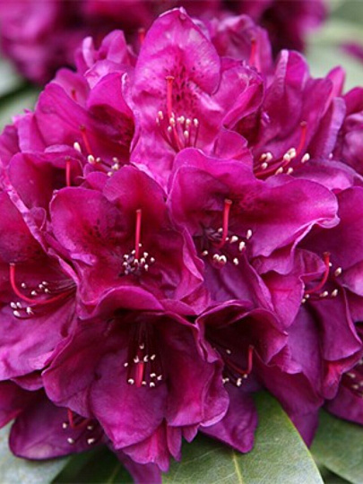 Саженцы Рододендрон гибридный, Поларнахт, 810968