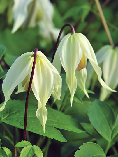 Саженцы Клематис ботанические, Лемон Бьюти, 751322