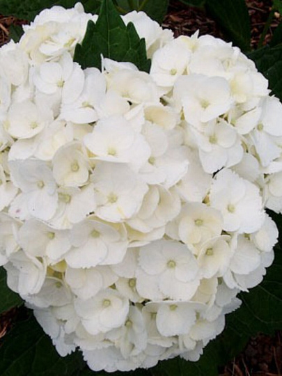 Саженцы Гортензия крупнолистовая, Мадам Эмиль Мулье, 801234