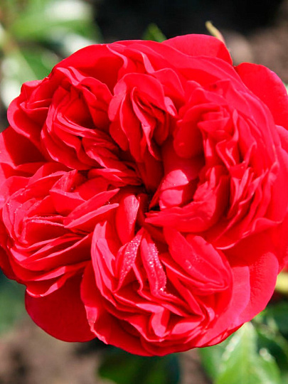 Саженцы Роза Кордес флорибунда, Аут оф Розенхайм, 820390