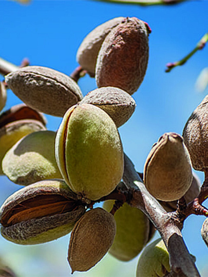 Саженцы Миндаль, Никитский 62, 814632