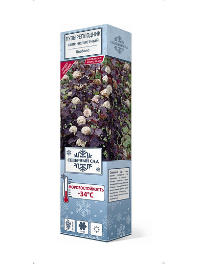 Саженцы Пузыреплодник калинолистные, Диаболо, 751032