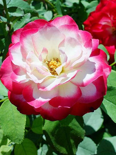 Саженцы Роза флорибунда, Жюбиле дю Принц де Монако, Жюбиле де Санкт-Петербург, 752107