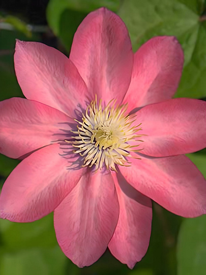 Саженцы Клематис крупноцветковый, Литтл Мермэйд, 751467