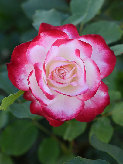 Саженцы Роза флорибунда, Жюбиле дю Принц де Монако, Жюбиле де Санкт-Петербург, 752107