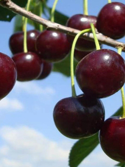 Саженцы Вишня, Прима, 763480