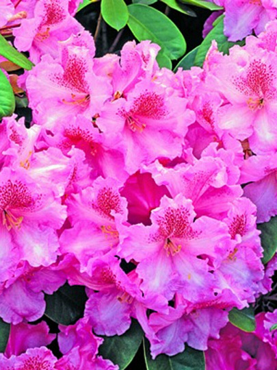 Саженцы Рододендрон гибридный, Кладиус, 00000834913
