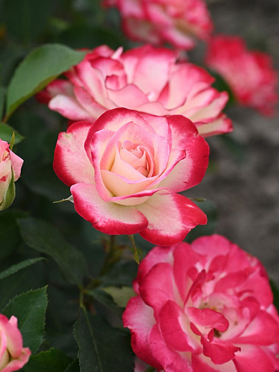 Саженцы Роза флорибунда, Жюбиле дю Принц де Монако, Жюбиле де Санкт-Петербург, 752107