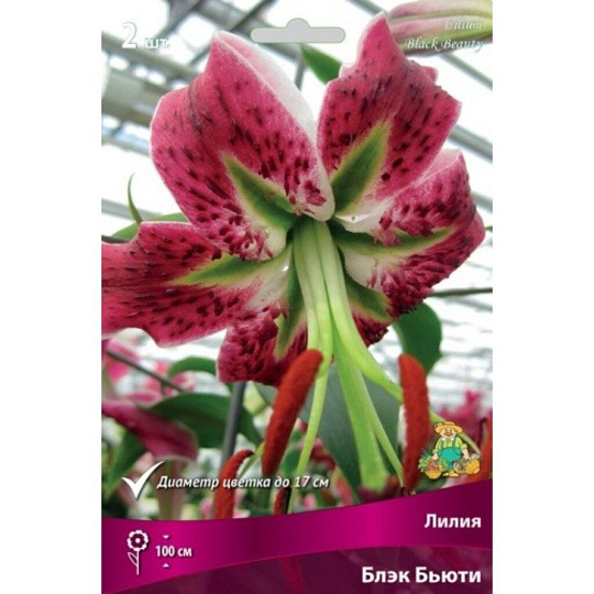 Луковицы Лилия, Блэк Бьюти, 14-16