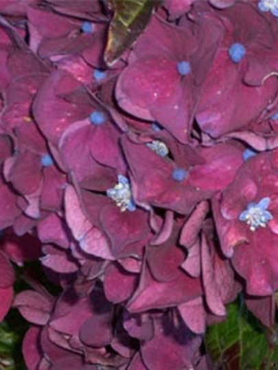 Саженцы Гортензия крупнолистовая, Грандмонт