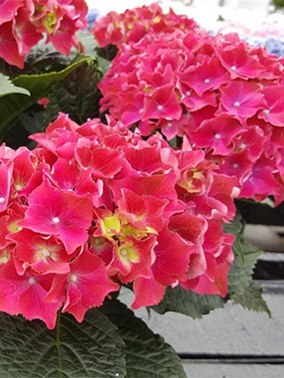 Саженцы Гортензия крупнолистовая, Роял Ред, 779473