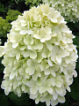 Саженцы Гортензия метельчатая, Лаймлайт, цветки от зеленовато-лимонного до белого, крупные, высота 2.5 м - фото 2