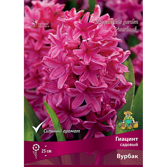 Луковицы Гиацинт садовый, Вурбак, 14-15/К, 3 шт