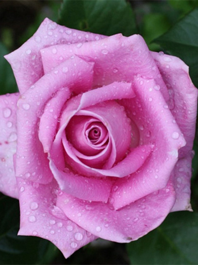 Саженцы Роза чайно-гибридная, Аква, 751977