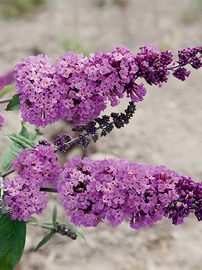 Саженцы Буддлея Давида, Бодер Бьюти, 779414