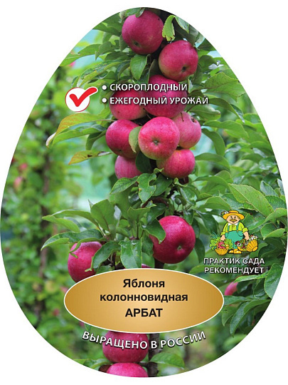 Саженцы Яблоня колонновидная, Арбат, подвой 54-118 полукарлик