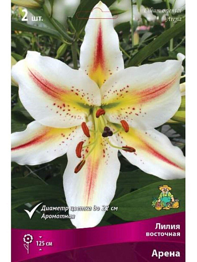 Луковицы Лилия восточная, Арена Ред, 14-16, 2 шт