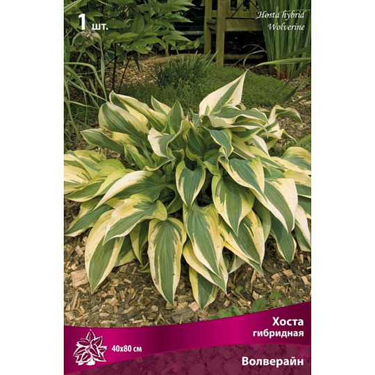 Корневище Хоста гибридная, Волверайн